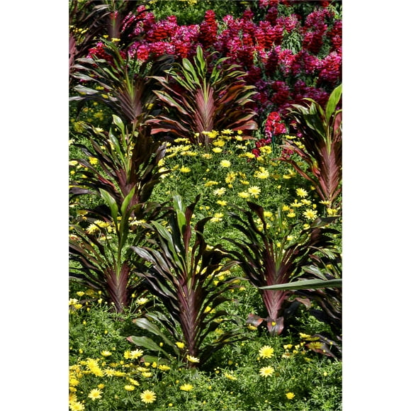 Planting of yellow daisies and ginger in the Conservatory Longwood Gardens, Pennsylvania Poster Print by Darrell Gulin (24 x 36) # US39DGU0000