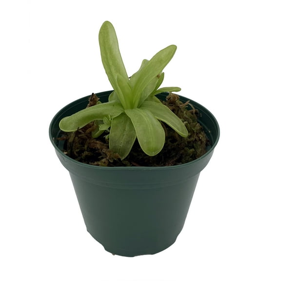 Carnivorous Butterwort Plant - Pinguicula primuliflora - 3" Pot