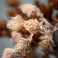 thumbnail image 2 of Artificial Mini Pinecones Stem Brown 26"H  Set of 2, 2 of 2
