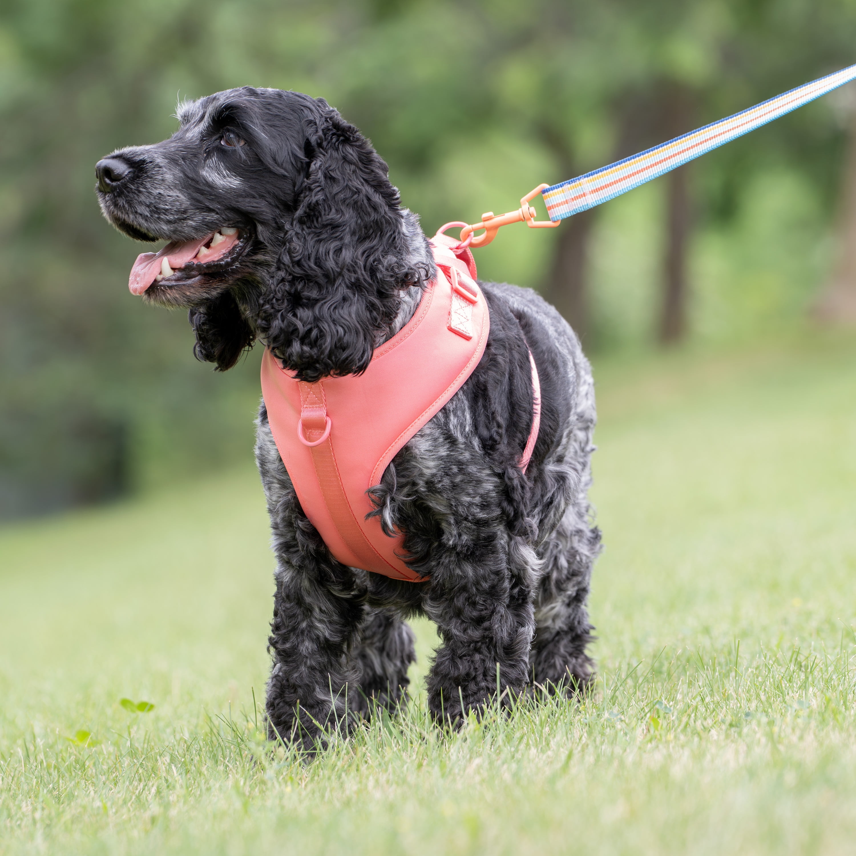 Vibrant Life Polyester and Spandex Adjustable Dog Harness, Pink, Medium