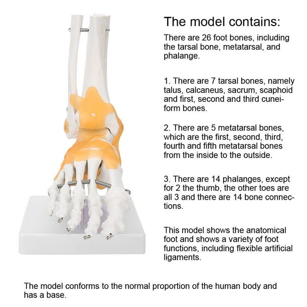 Antilog Modelo de pie Modelo anatómico de articulación del pie, Hombre ligamento esquelético Humano Adulto Modelo anatómico de articulación del Tobillo del pie Ecomeon no