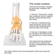 thumbnail image 1 of Antilog Modelo de pie Modelo anatómico de articulación del pie, Hombre ligamento esquelético Humano Adulto Modelo anatómico de articulación del Tobillo del pie Ecomeon no, 1 of 6