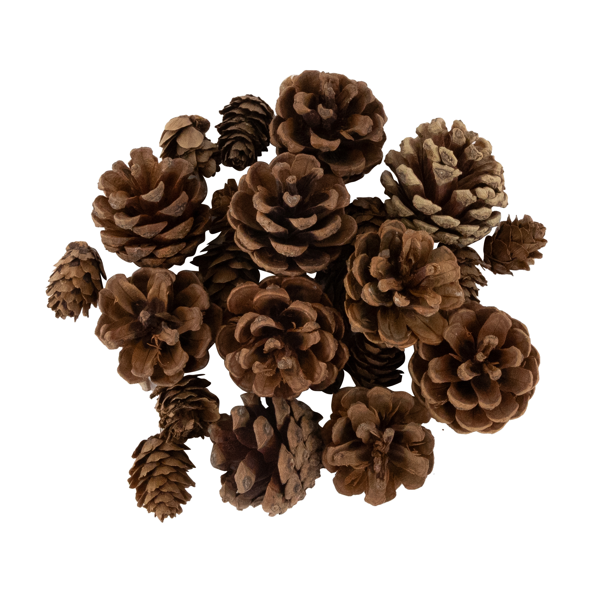 Northlight Ornaments, Pinecones and Stars Christmas Decorations - 6"
