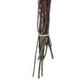 thumbnail image 5 of Vickerman 16-22" Light Pink Cotton Phylica Flower, 4-5 oz Bundle, Preserved, 5 of 5