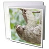 3dRose Brown-Throated Sloth wildlife, Corcovado Costa Rica - SA22 JGS0015 - Jim Goldstein - Greeting Cards, 6 by 6-inches, set of 12