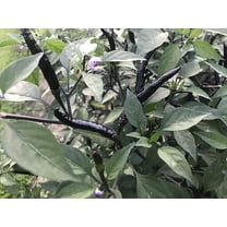 Black Thai Dragon Heirloom Chili Pepper Premium Seeds Packet