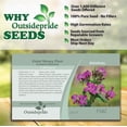 thumbnail image 4 of Outsidepride Money Plant Violet - 2000 Seeds, 4 of 7