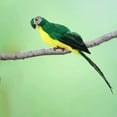 thumbnail image 2 of Baohd Simulation Parrot Statue Party Favors for Patio Yard Lawn Home Wall Tree Green, 2 of 9