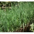 thumbnail image 2 of 500 Riverside Sweet YELLOW SPANISH ONION Allium Cepa Vegetable Seeds, 2 of 2