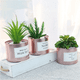 thumbnail image 4 of Plantas suculentas artificiales: miniplantas suculentas artificiales mejoradas en macetas para la decoración de escritorios de la oficina en casa, pequeñas suculentas artificiales variadas en macetas, 4 of 5