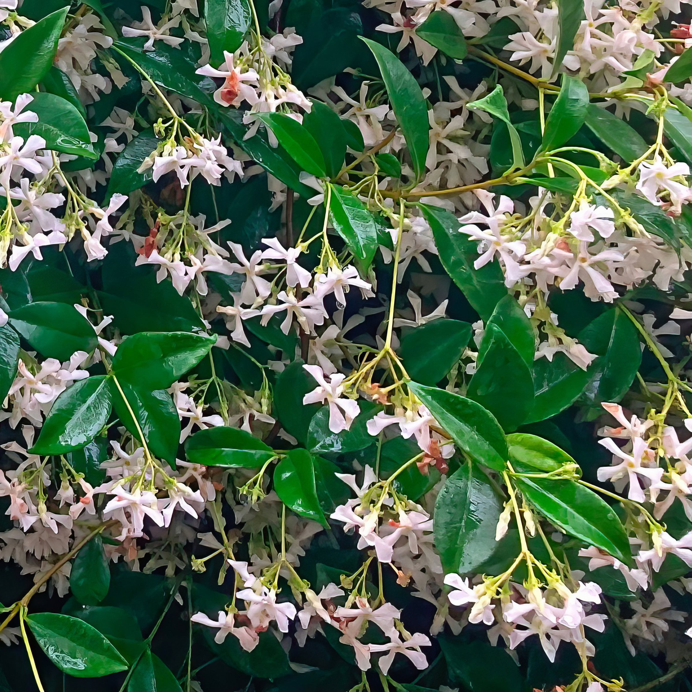 Expert Gardener Asiatic Jasmine (2.5 Quart) Evergreen Groundcover