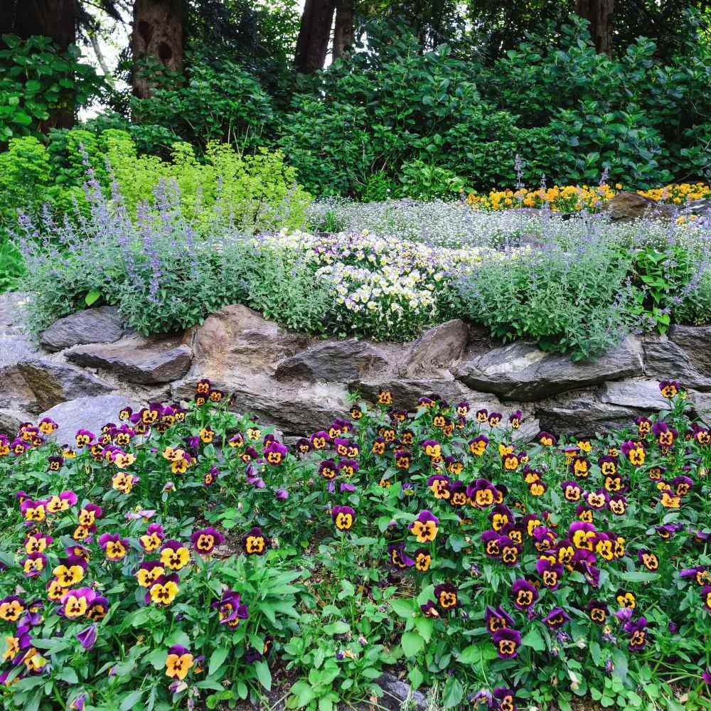 Outsidepride Viola Johnny Jump Up Wildflower Seeds - 1/2 LB