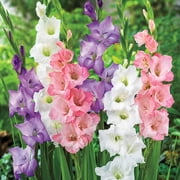 Pastel Mixture Gladiolus Dormant Flowering Bulbs (10-Pack)