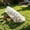 White2, variant on Chicken Run Tunnel Portable Chicken Coop - Mesh Enclosure for Yard & Outdoor - Pet Supplies Poultry Accessories for Chickens Rabbits(Black)
