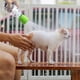 thumbnail image 1 of Ducha para Exteriores para Jardinería, Adecuada para Gatos y Perros, Limpieza y Baño, Portátil, para Mascotas, Color Verde, 1 of 10