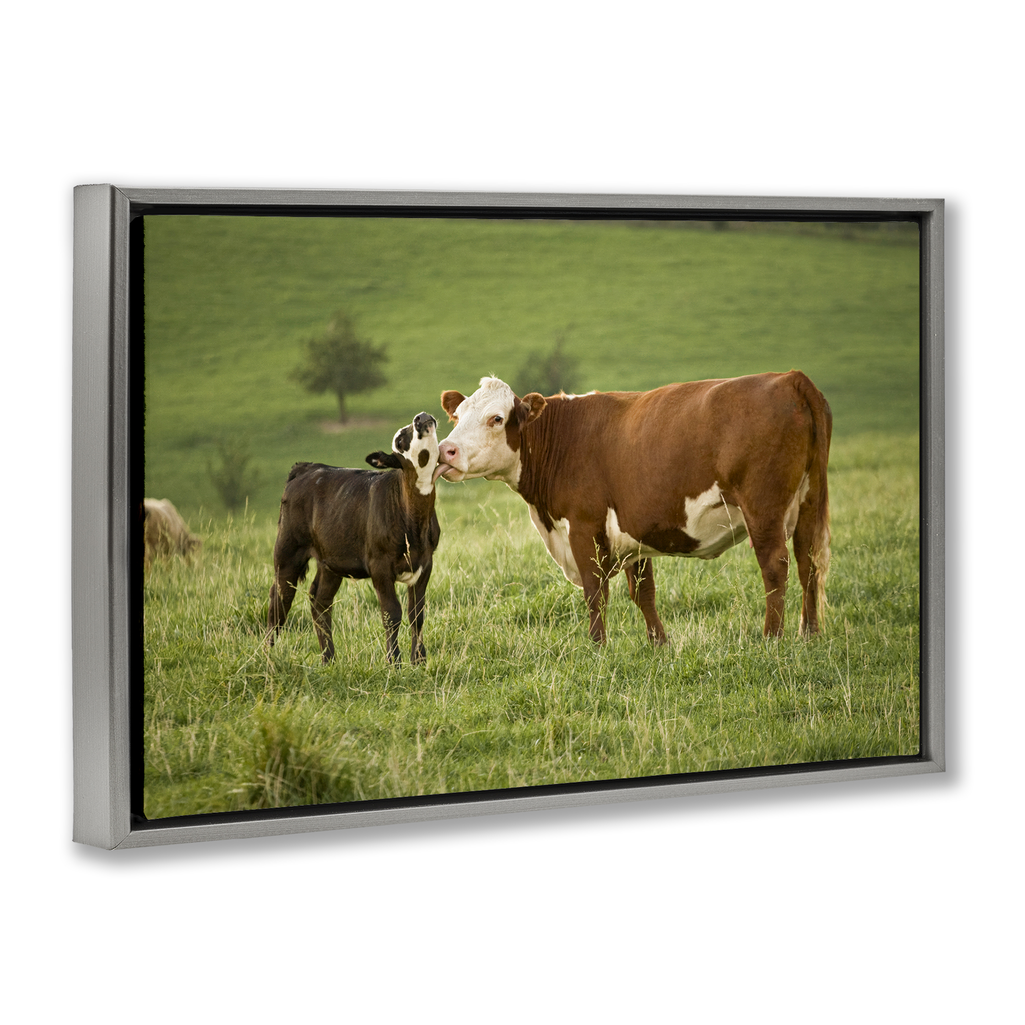 Stupell Industries Cow & Calf Preening Animals Photography Gray Floater Framed Canvas Art Print Wall Art, 31 x 21