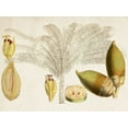 thumbnail image 2 of Curtis  14x12 White Modern Wood Framed Museum Art Print Titled - Tropical Foliage and Fruit VIII, 2 of 4