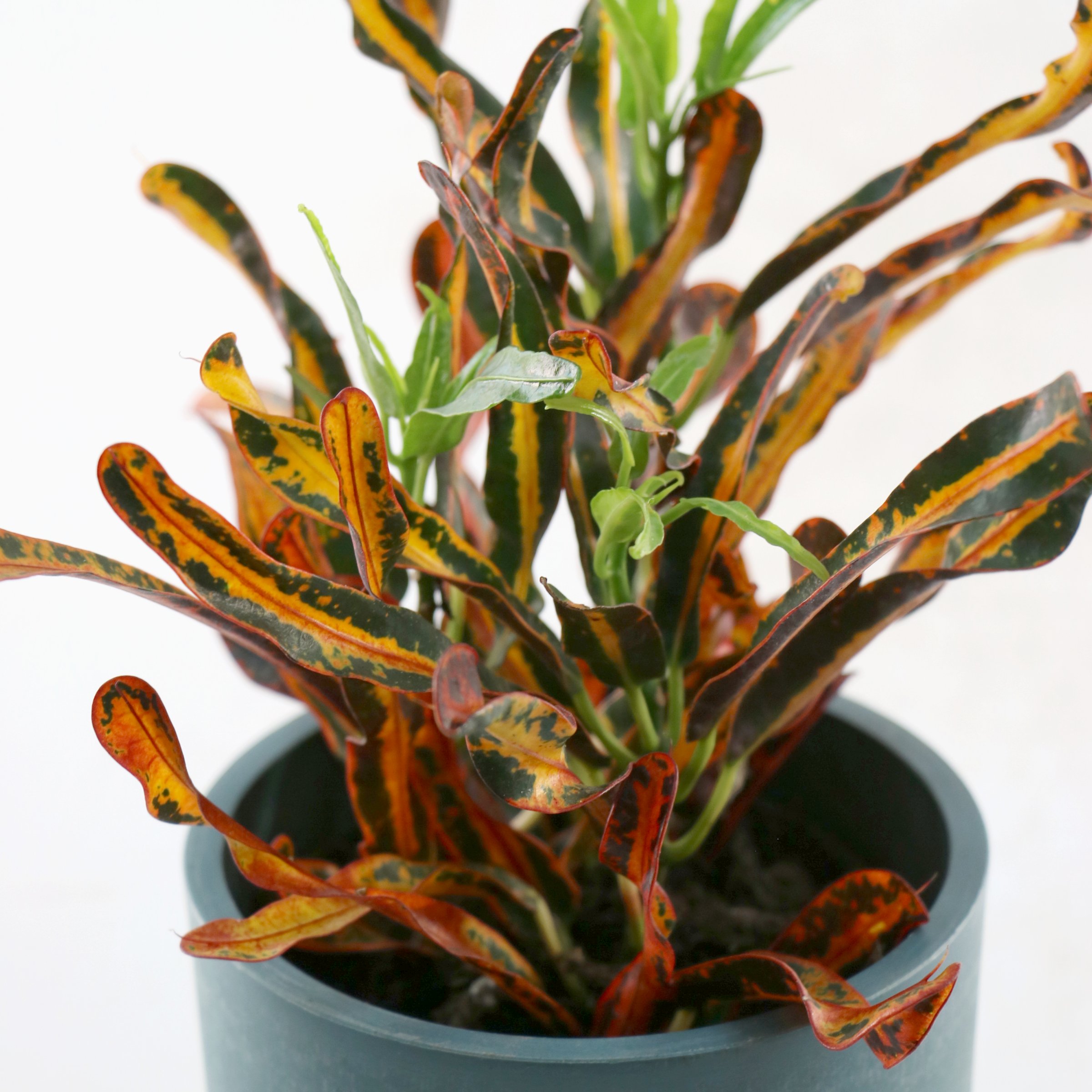4 in. Croton Red Banana Plant in Grower Container (3-Pack)