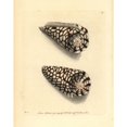 thumbnail image 2 of Marble Cone, Conus Marmoreus Poster Print By ® Florilegius Mary Evans (24 X 36), 2 of 4