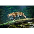 thumbnail image 2 of Jaynes Gallery 14x11 White Modern Wood Framed Museum Art Print Titled - Brazil-Pantanal Abstract of jaguar walking on log, 2 of 4