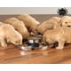 thumbnail image 2 of Cuenco para perros de acero inoxidable, 2 areneros para cachorros, comida para destete, plateado, juego de 2 cuencos para perros de acero inoxidable, 29 cm, para perros pequeños, medianos y grandes,, 2 of 8