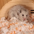 thumbnail image 4 of Thick Deodorant Hamster Filler - Multifunctional Candy-Colored Paper Pad for Hedgehogs and Hamsters, 4 of 8