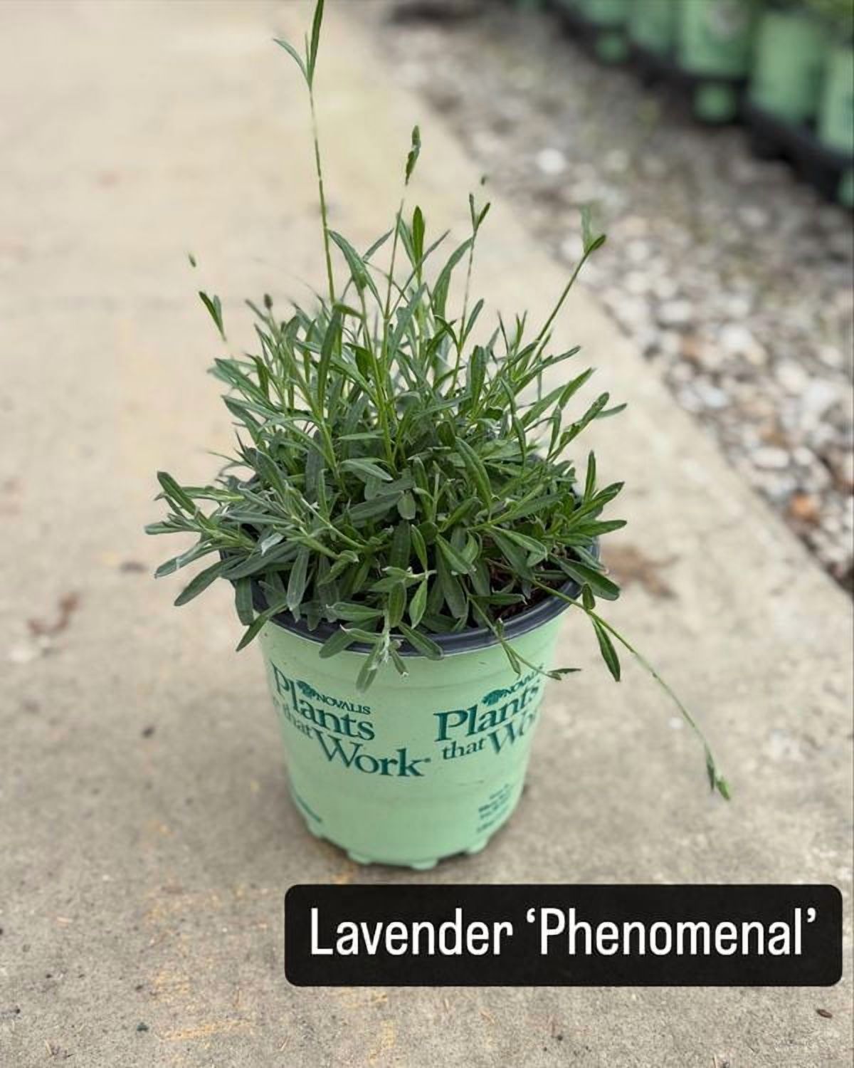 Phenomenal® Lavender Live Plants, Fragrant Purple Blooms