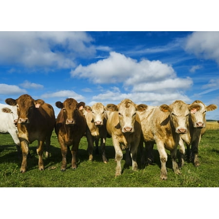 Herd of beef cattle Tiger Hills Manitoba Canada Canvas Art - Dave Reede Design Pics (16 x 12)