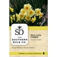 Southern Bulb Company 10Pack Heirloom Narcissus 'Golden Dawn' Daffodil