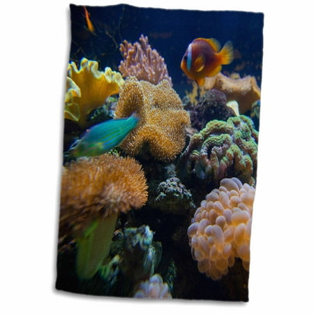 3dRose Salt Water Aquarium, Vitu Levu, Fiji - OC01 DPB0398 - Douglas Peebles - Towel, 15 by