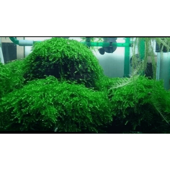 Java Moss – Live Aquarium Plant for Freshwater Tanks, Aquascaping & Fish Habitat