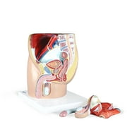 Vision Scientific Male Pelvis - 4 Parts