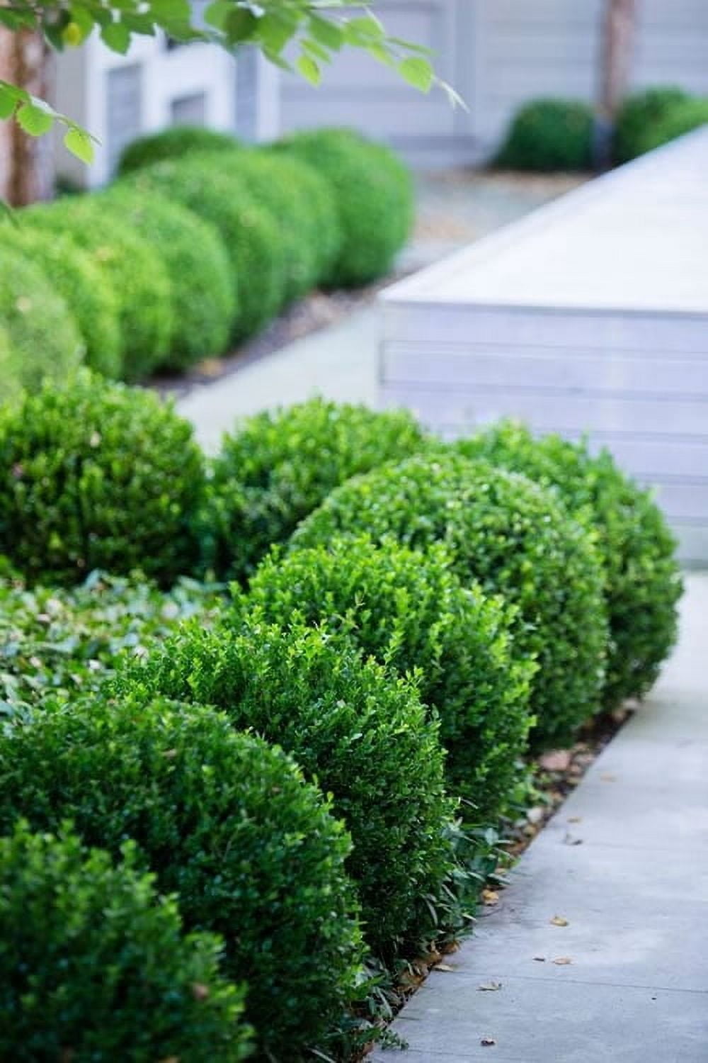 Little Missy Dwarf Boxwood - Live Plant ( 1 QT ) - Evergreen - Full Sun