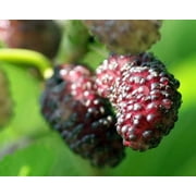 Dwarf Everbearing Mulberry: Morus  in a 4 Inch Pot Tennessee Grown