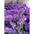 thumbnail image 2 of Flower Petals and Buds Forget-me-not Bulk Flower to Make Sachets, Potpourris, Flowers DIY, Candle Making, Wedding Decoration, Good for All Kinds of Flowers Crafts - 7.05 OZ/200g, 2 of 7