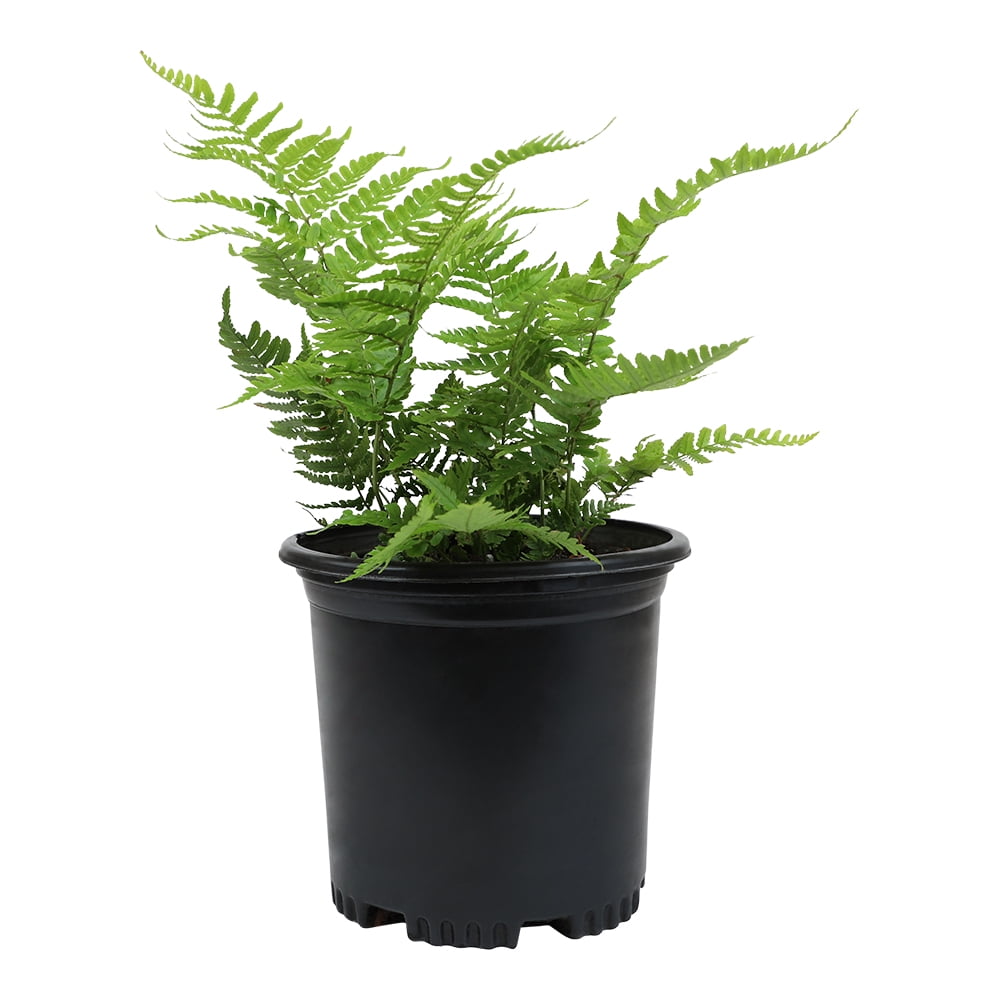 Altman Plants 1Gal Autumn Fern Live Plant with Grower Pot