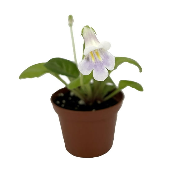 Dale's Exotic Aroma Asian Violet - Primulina - House Plant - 2.5" Pot