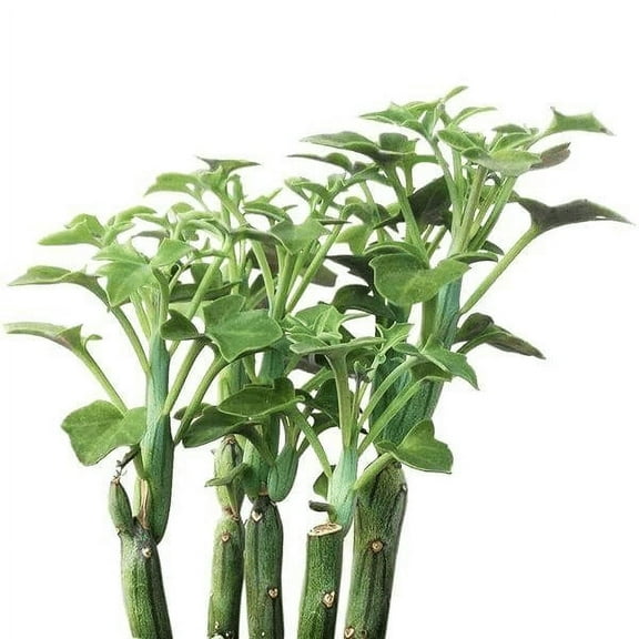 Senecio Articulatus Candle Plant - 4 inch   Clay Pot