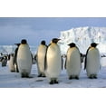 thumbnail image 2 of Emperor Penguins Wall Mural by Wallmonkeys Peel and Stick Graphic (24 in W x 16 in H) WM108412, 2 of 4