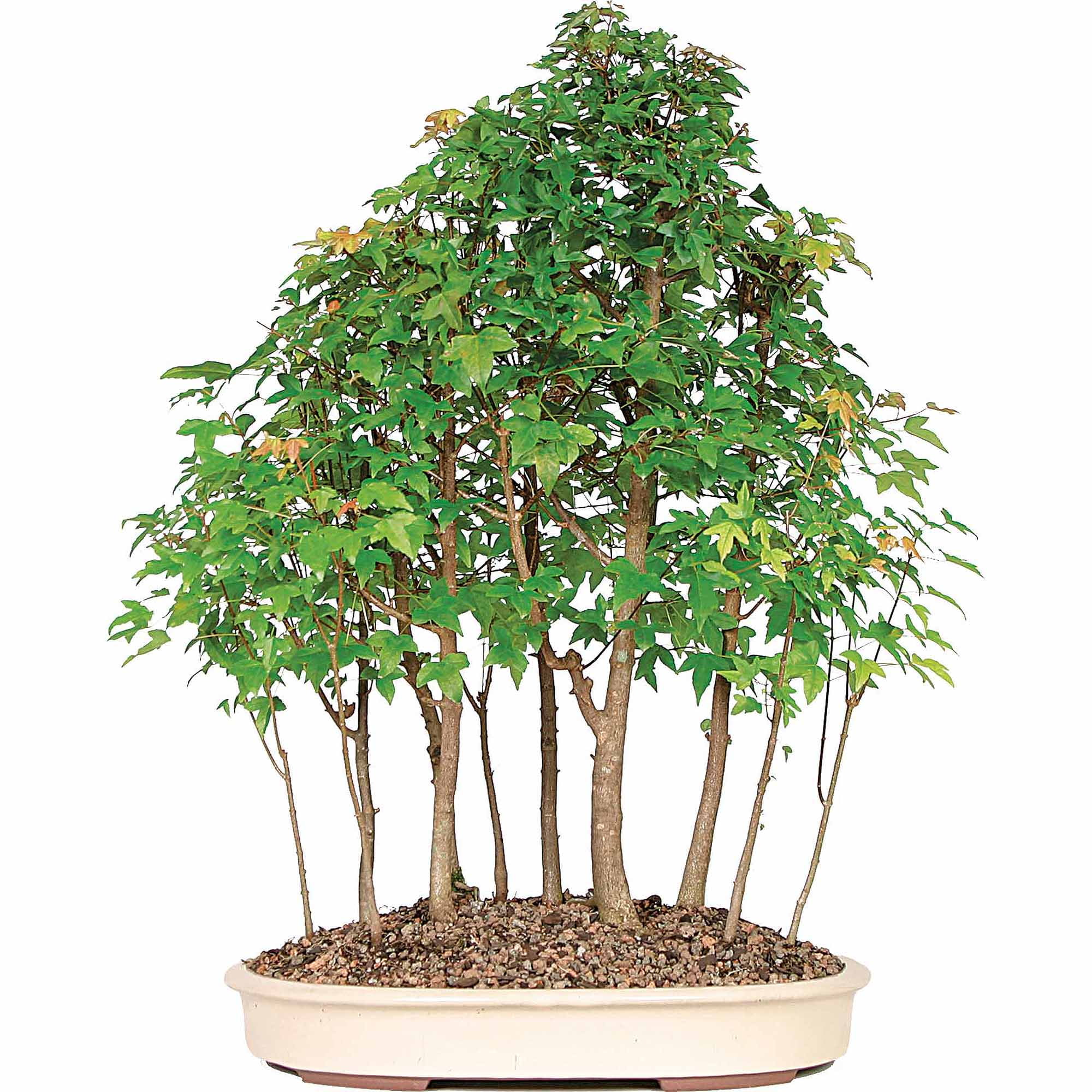 Trident Maple  Bonsai  Tree  Grove Walmart com Walmart com