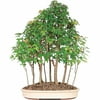 Trident Maple Bonsai Tree Grove