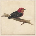 thumbnail image 3 of Carel Borchaert Voet 12x12 Black Modern Framed Museum Art Print Titled - Manakin, the Surinamese Bird Pipra Aureola (1681 - 1743), 3 of 5