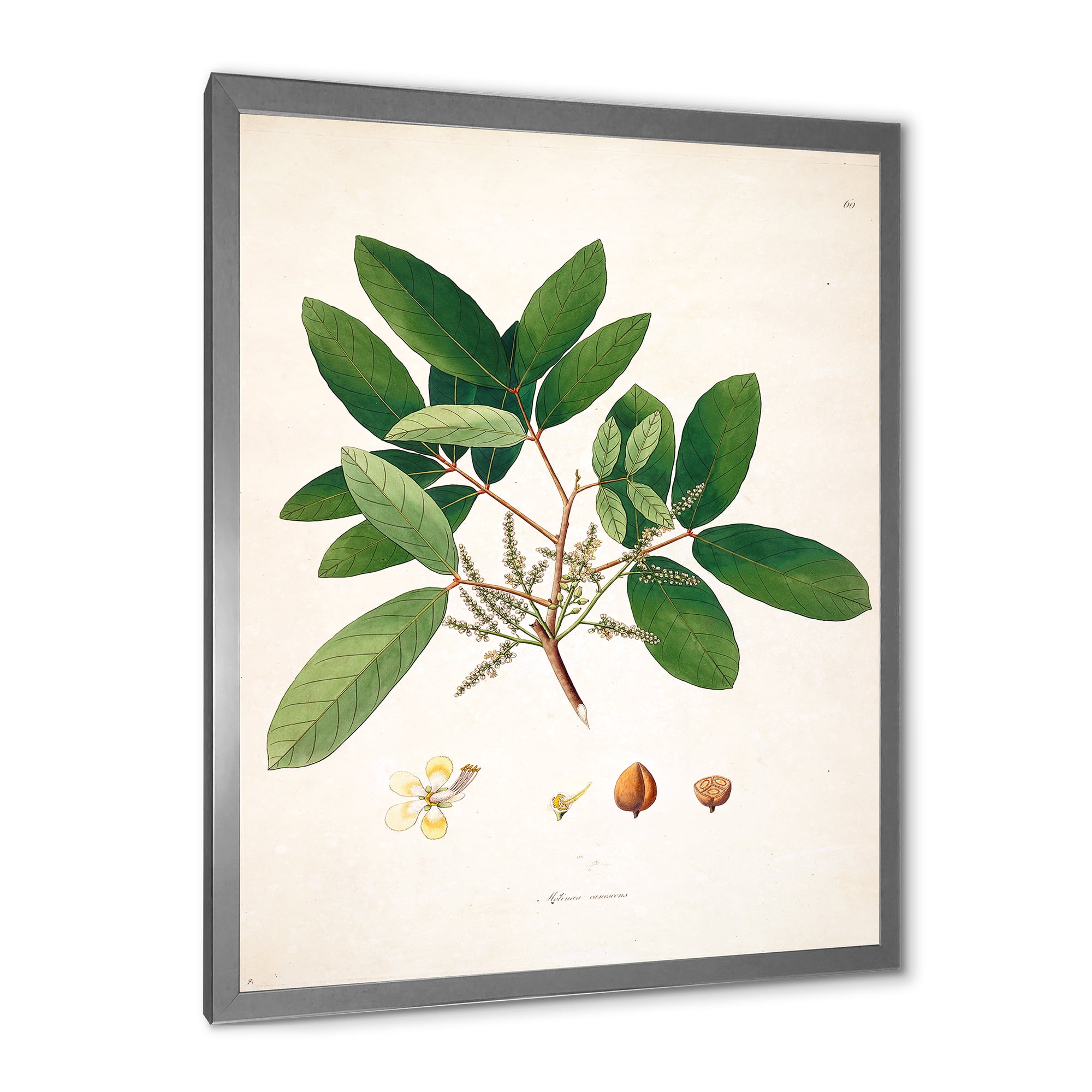 Designart 'Ancient Botanicals II' Farmhouse Framed Art Print