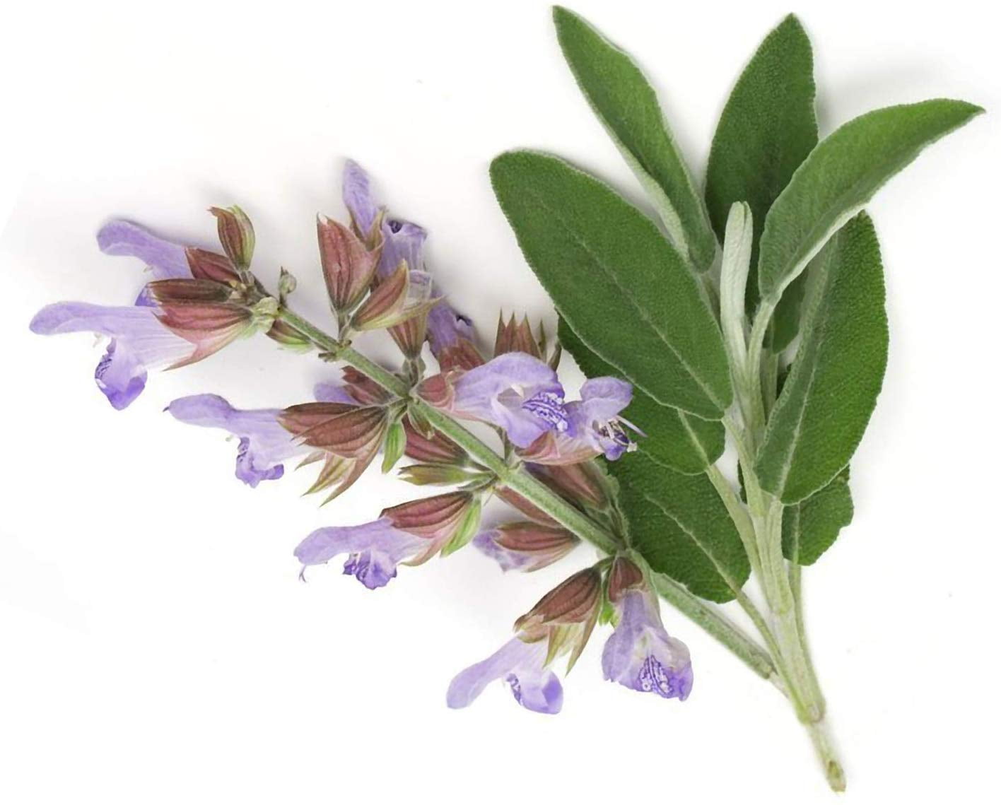 ArOmis Clary Sage Essential Oil - USDA Certified Organic - 100% Pure Therapeutic Grade - 30ml (1 fl oz), Undiluted, Premium, Oils Perfect for Aromatherapy Diffuser