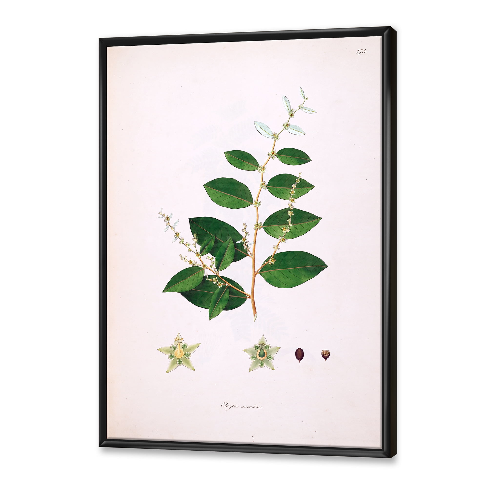 Designart 'Ancient Plant Life XVI' Farmhouse Framed Canvas Wall Art Print