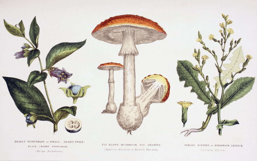 Common Poisonous Plants Left To Right Deadly Nightshade (Atropa Belladonna) Fly Blown Mushroom Or Fly Amanita (Agaricus Muscarius Or Amanita Muscaria) Strong Scented Or Poisonous Lettuce (Lactuca Viro