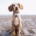thumbnail image 4 of 4Pcs Round-shaped Pet Name Tags Stainless Steel Pet Collars Cat Tags Puppy Tags, 4 of 8