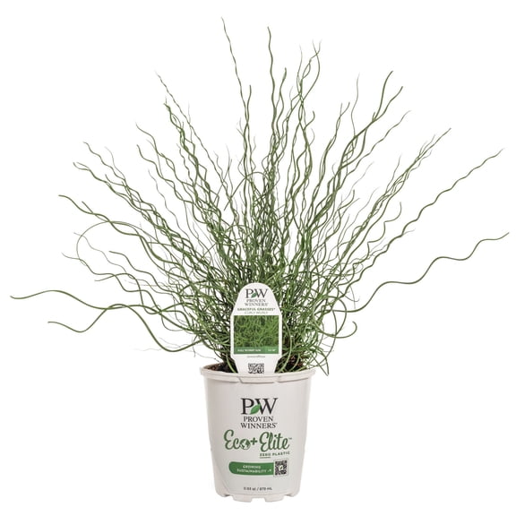 Proven Winners 5" Graceful Grasses Curly Wurly Corkscrew Rush Live Plant in 4.5" Pot