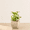 Beige, variant on Ecobo 35.4 inches Eco-Friendly Rectangular Pot Planter, Capri Indoor/Outdoor use, Durable, Versatile & Lightweight, Designed by Brazilian Artisans, Contemporary All-Weather Design – Grey