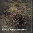 thumbnail image 5 of Premium 4 Pound Pine Straw Mulch for Landscaping, Organic Material Made from Authentic Pine Needles Ideal for Gardening, Soil Moisture Retention., 5 of 7
